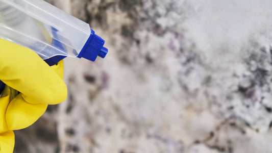 Mould Treatment